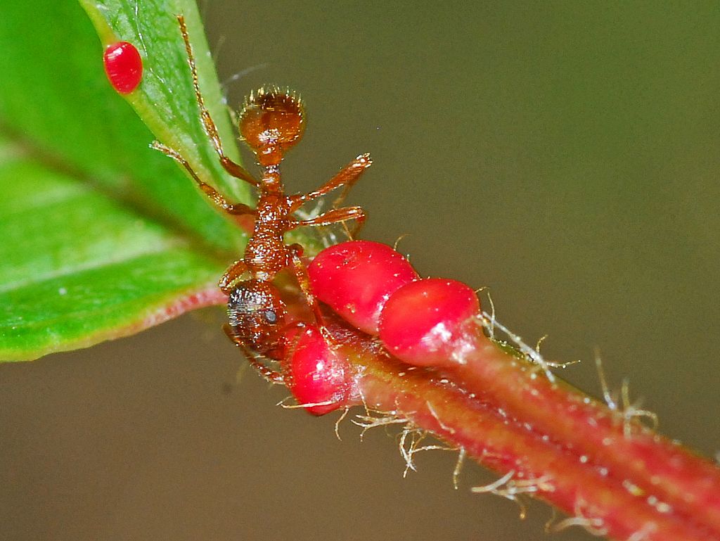 Formica da id.